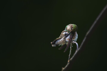 A perched Ruby-throated Hummingbird doing some deep cleaning
