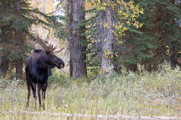 Bull Moose During the Rut in Autumn in Wyoming