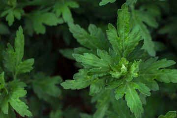 The small seedlings were planteb in the mineral soil that was filled with nymphs the gardeners.