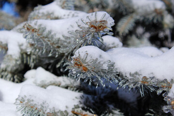 snow covered fir tree