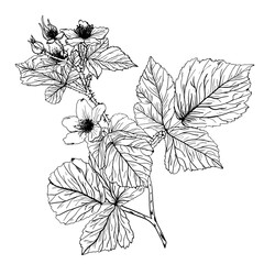 A hand-drawn sketch of a blossoming blackberry branch in black on a white background. 