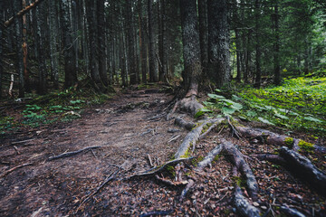 Path in a coniferous forest. Tree roots on the surface of the earth. Spruce and pine trees