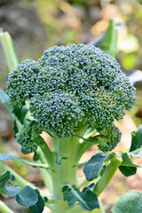 closeup the ripe green broccoli flower plant growing with leaves in the farm soft focus natural green brown background.