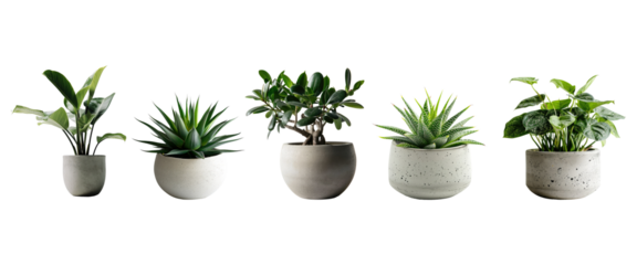 Set of Green plants in potted for interior decoration isolated on transparent png background, Houseplant for decorated in bedroom or living room, minimal natural health concept.