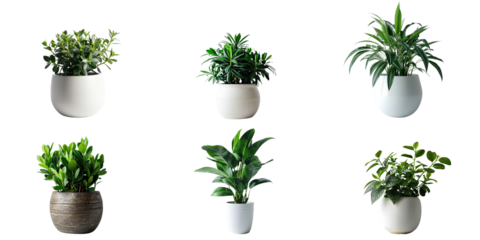 Set of Green plants in potted for interior decoration isolated on transparent png background, Houseplant for decorated in bedroom or living room, minimal natural health concept.
