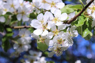 Obraz premium tree blossom