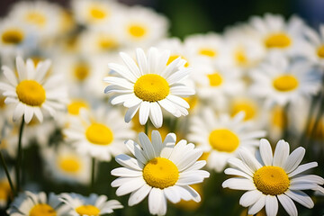 Fototapeta premium daisies in the field