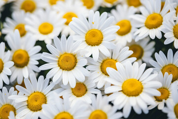 Obraz premium daisies in a row