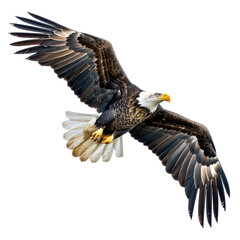 Fototapeta premium American Eagle flying isolated