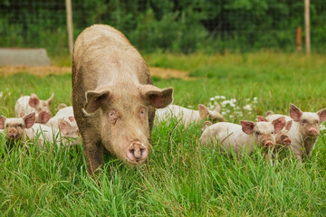 Eco pig farm in the field in Denmark