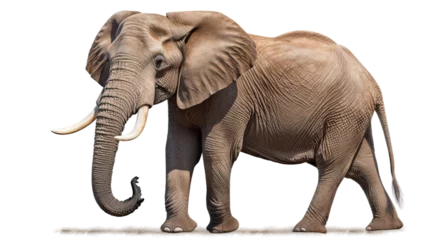 Foto op Aluminium  African elephant on transparent background © shamim