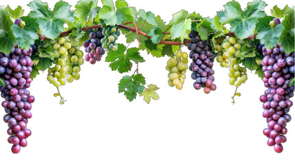 Grapevine graphic border, bunch of grapes Transparent background - obrazy, fototapety, plakaty