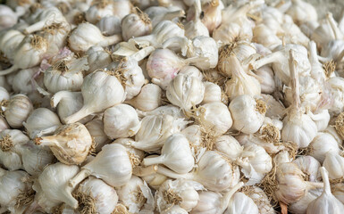 Deshi organic garlic