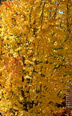 Bright yellow leaves on tree at fall season