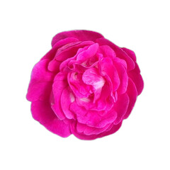 pink rose isolated on white