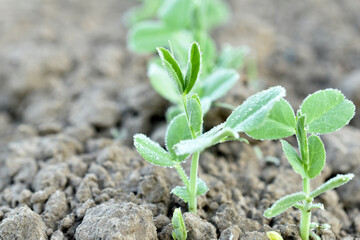 Green pea shoots in the garden.
