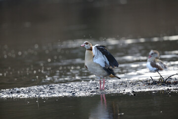 Serie Gäns Wasservogel bei der Balz steht aufrecht im Schlick und schlägt mit den Flügeln. Seitenansicht mit Blick nach links.