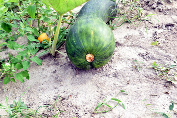 An unripe elongated pumpkin in the garden.
