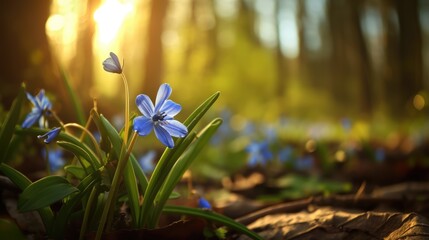bluestar flowers in spring with beautiful light