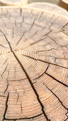 Fototapeta premium old Tree trunk texture close-up, organic texture of tree rings with close up of end grain, Selective focus, tinted image