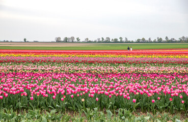 Bright colored tulip field in the city of Grevenbroich Germany