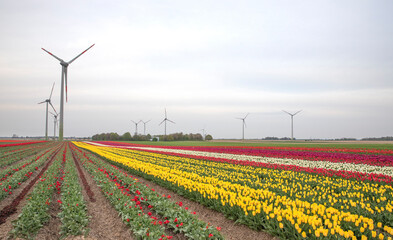 Fototapeta na wymiar Bright colored tulip field in the city of Grevenbroich Germany