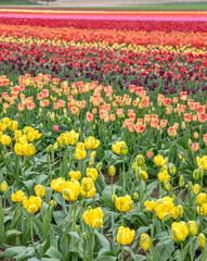 Bright colored tulip field in the city of Grevenbroich Germany