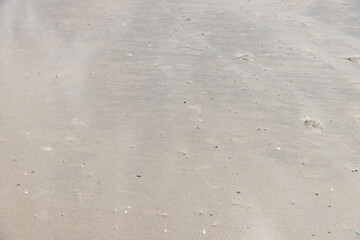 Beach, water, sand and waves birds Belgium 