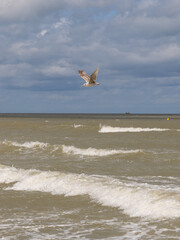 Beach, water, sand and waves birds Belgium 