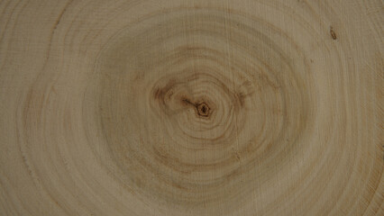 Tree rings show the age of the tree