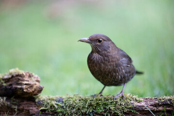 Obraz premium Female blackbird (Turdus merula) on a log in a British back garden with a natural background. Yorkshire, UK in Winter
