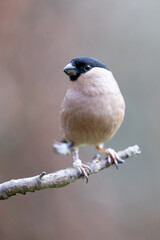 Adult Female Eurasian Bullfinch (Pyrrhula pyrrhula) perched on a branch. Yorkshire, UK in January