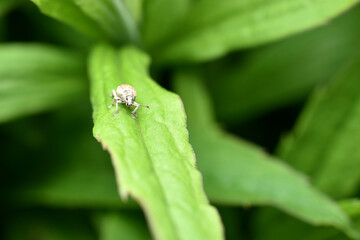 Gray weevil on a leaf.