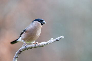Adult Female Eurasian Bullfinch (Pyrrhula pyrrhula) perched on a branch. Yorkshire, UK in January