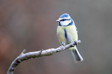 Stunning adult Blue Tit (Cyanistes caeruleus) posed on the end of a stick in British back garden in Winter. Yorkshire, UK