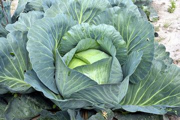 Cabbage grows in the garden bed.