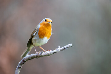 Robin bird (erithacus rubecula) in Winter. Perched on a bare branch with a natural brown foliage background - Yorkshire, UK in January