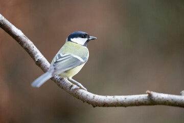 Adult Great Tit (Parus Major) posed on the end of a stick in British back garden in Winter....