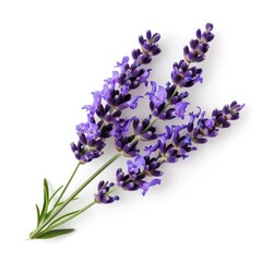 lavender flower isolated