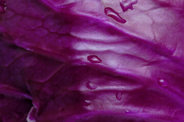 Background red cabbage leaf in closeup. - obrazy, fototapety, plakaty