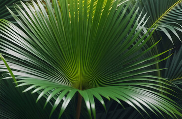 Obraz premium palm tree leaves. 