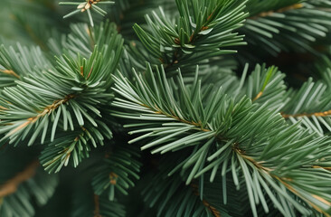 close up of pine needles. 