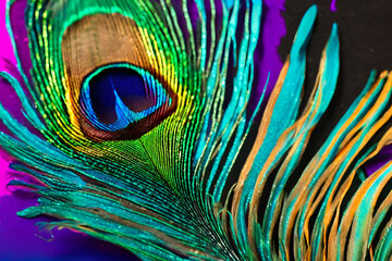 Obraz premium A detailed close-up of a vibrant peacock feather