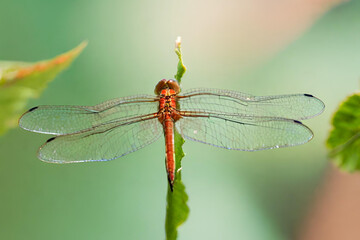 A micro shot of a delicate dragonfly perched on a leaf