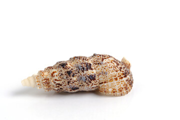 Clam shell on a white background.