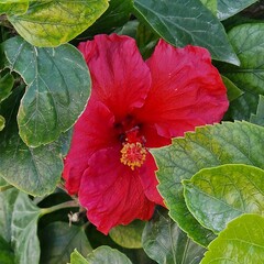 red hibiscus flower