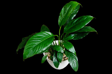 Peace lily or Spathiphyllum wallisei green leaf tropical foliage houseplant in white pot isolated on black background with clipping path