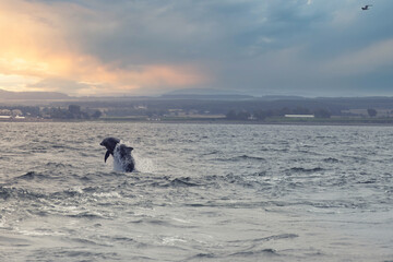 Dynamic Leap: Dolphin in The Moray Firth