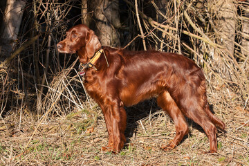 An elegant Irish Setter keeps a focused eye on the hunting ground. Elegant pose at the edge of the...