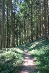 Dieser Weg führt von Weyregg am Attersee den Gahberg hinauf zum Gipfel. Im Hochsommer fällt Sonnenlicht durch die Bäume und sorgt für Licht und Schatten. Die Region gehört zum Salzkammergut.
